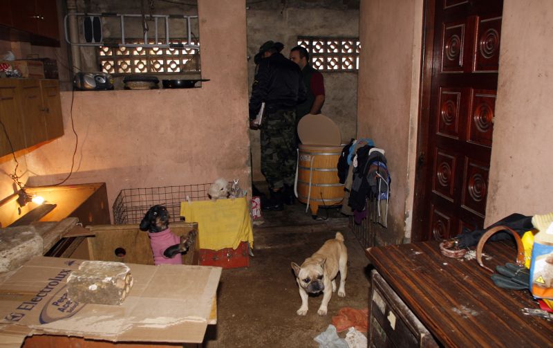 No local onde funcionava o canil, os policiais encontraram diversas irregularidades | Aliocha Mauricio/Tribuna do Paraná