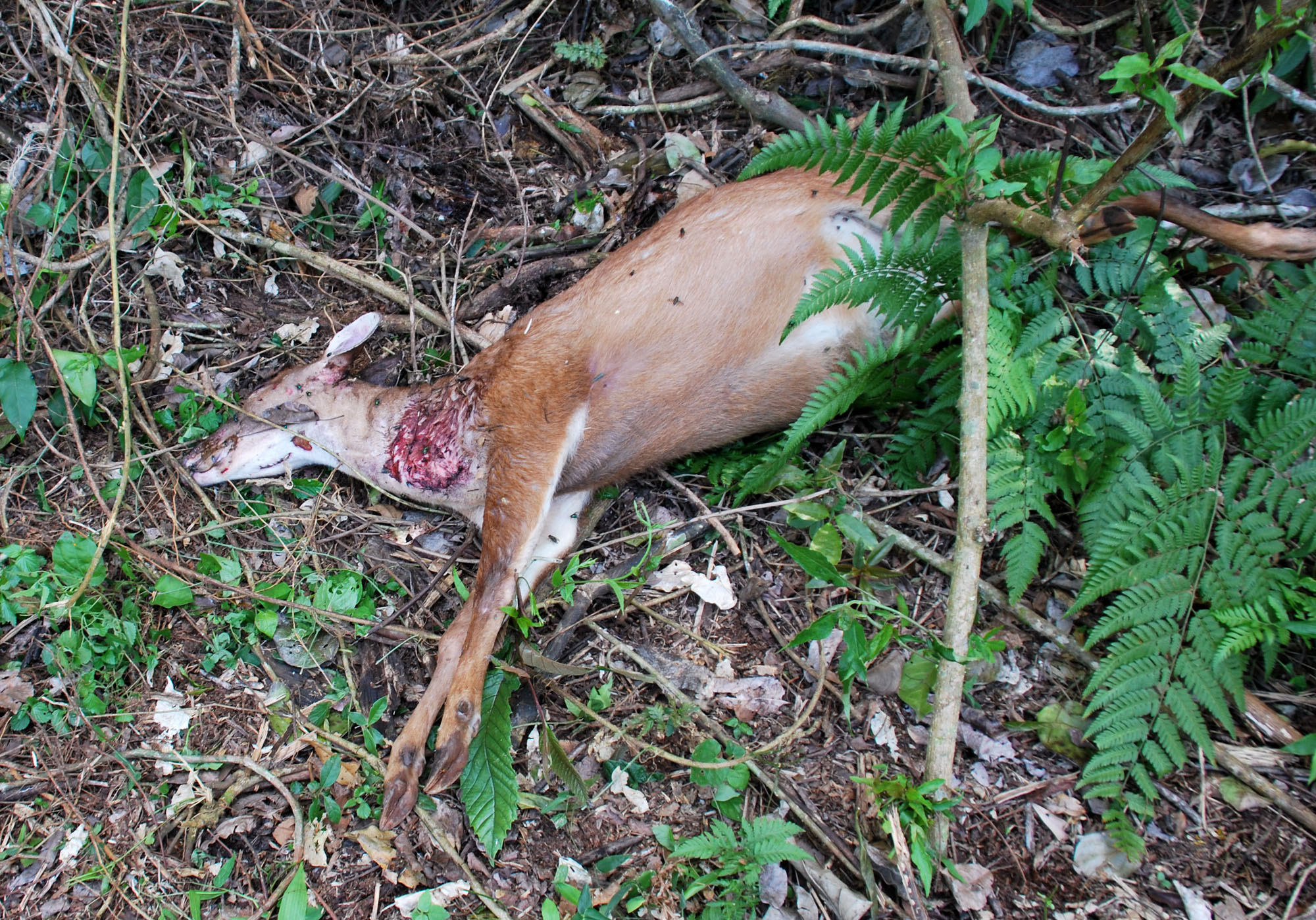 Veado mateiro foi encontrado morto no Parque Nacional do Iguaçu | Parque Nacional/ Divulgação