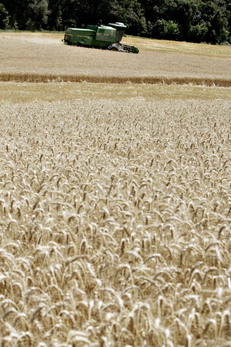 Anúncio de leilão travou a venda do trigo que está sendo colhido | Henry Milleo/ Gazeta Do Povo