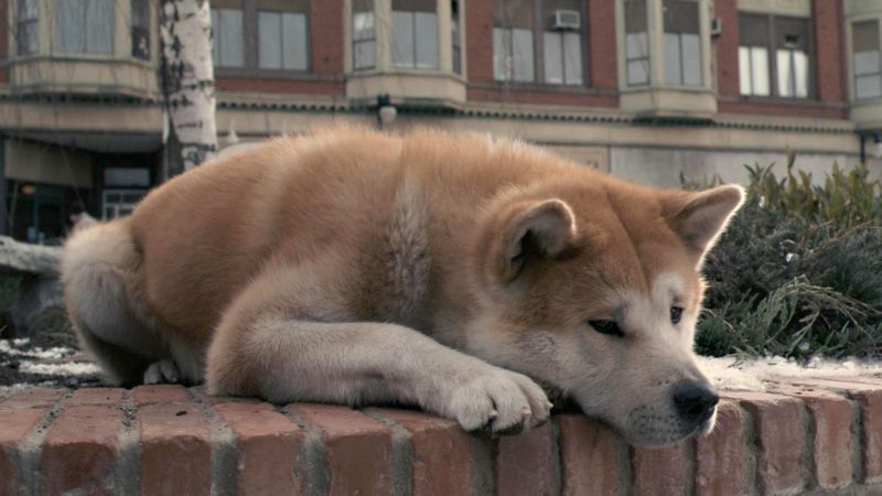 Cena do filme Sempre ao seu lado (2009): o cão Hachiko esperou nove anos pelo retorno do dono falecido | Divulgação