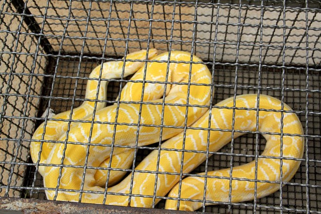 Esse tipo de réptil não é venenoso e pode chegar a sete metros de comprimento. O comportamento do bicho lembra o das jiboias, que engolem as presas inteiras | 