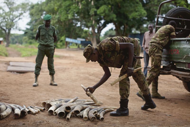 Exército recolhe marfins retirados ilegalmente de elefantes do Congo: especialistas veem profissionalização de criminosos | Tyler Hicks/The New York Times