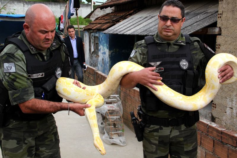 | Divulgação / Polícia Ambiental
