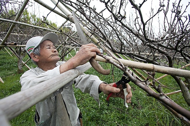 Wataru acorda às 4 horas da madrugada para começar a trabalhar e vai até às 20 horas. Ele diz que adora o que faz |