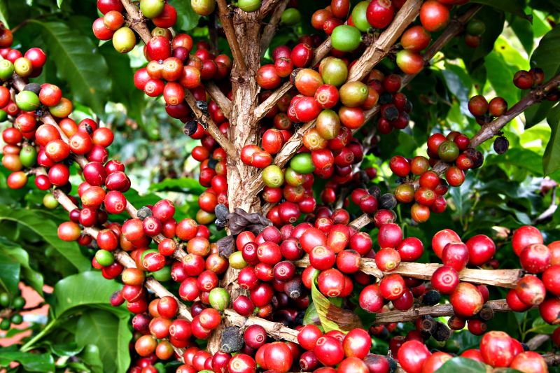 Pés de café carregados em lavoura de Londrina: bom desempenho da cultura ajudou a levantar o Produto Interno Bruto | Hugo Harada/ Gazeta do Povo