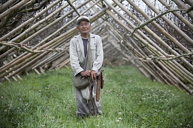 O ex-soldado Wataru tem hoje dificuldades para se locomover e usa galhos da pereira para andar pelo plantio |