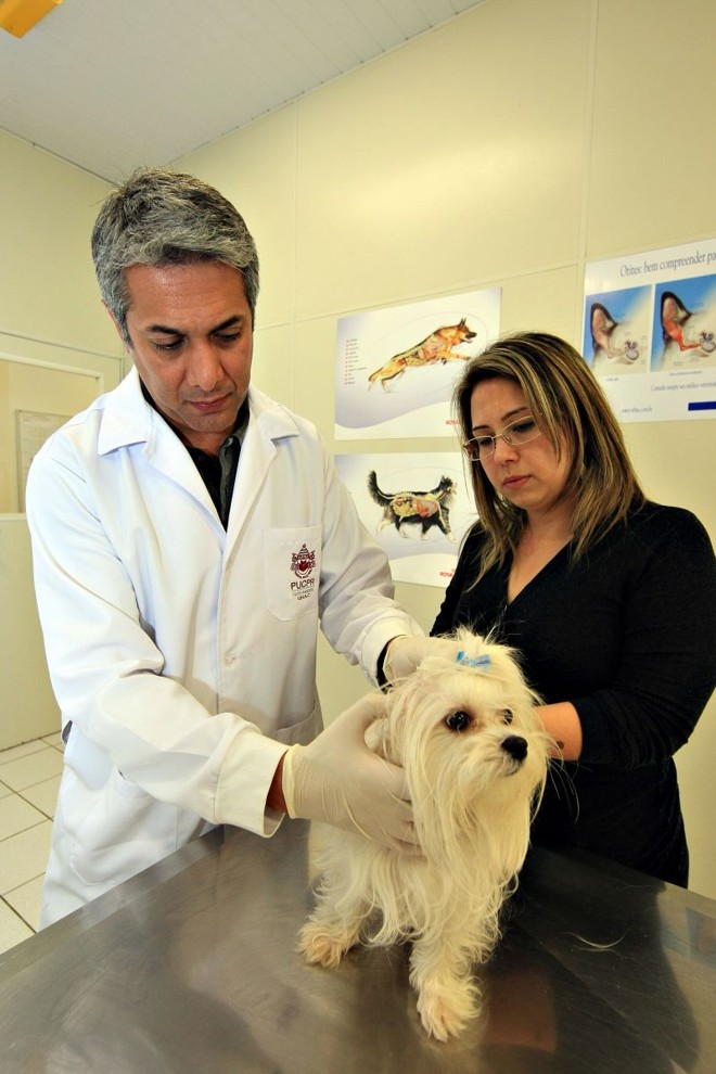Hospital bem recomendado -Há um ano e meio, a maltês Cindy, de 3 anos, sofre com crises de infecções bacterianas na pele, que causam coceira e incômodo. A solução encontrada pela dona, a fonoaudióloga Viviane Uyemura, para dar fim ao problema foi subir a serra  elas moram em Paranaguá  e consultar um especialista indicado no hospital veterinário da PUCPR. Diagnosticada com uma dermatite atópica, Cindy agora deve continuar o tratamento em casa. 