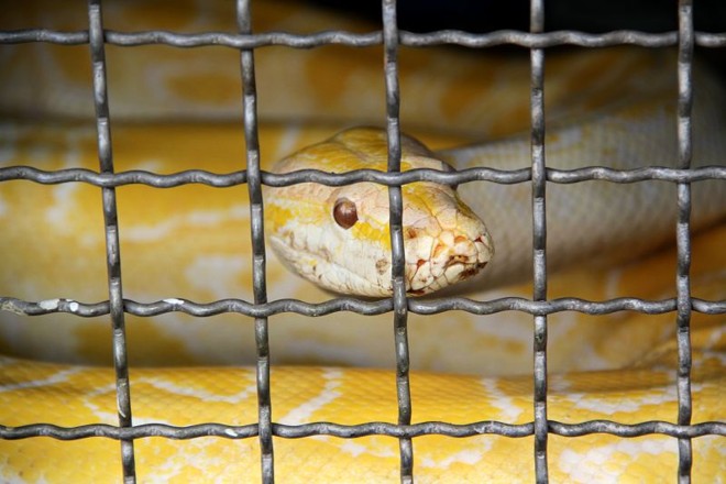 A casa onde a cobra estava fica Rua Sousa Melo, próximo à Rua Amauri Lange Silvério, na região do Parque Tanguá | 