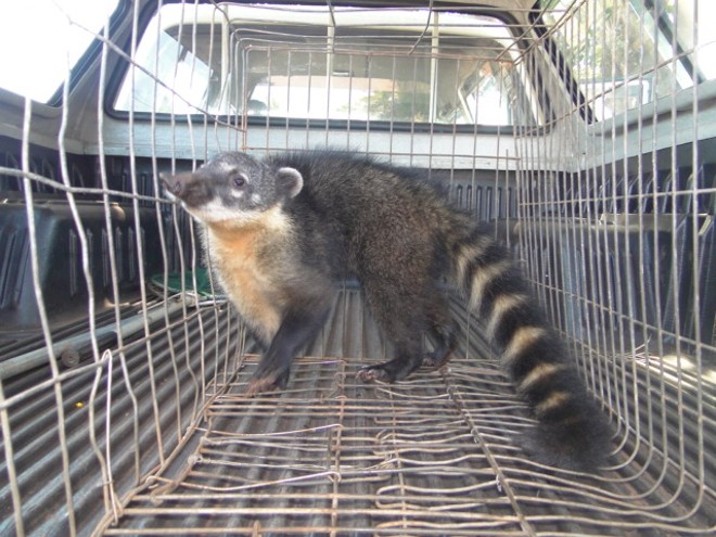 Quati também estava em área urbana de Campo Mourão | 