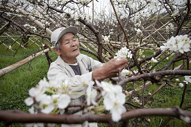 Assim como todos os hibakusha (vítimas da bomba), Wataru também pede pela paz e pelo fim do uso da energia nuclear |