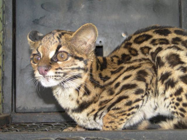 | Divulgação Polícia Ambiental