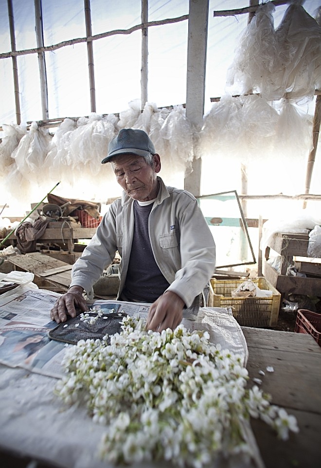 Hoje Wataru trabalha com plantação de peras |