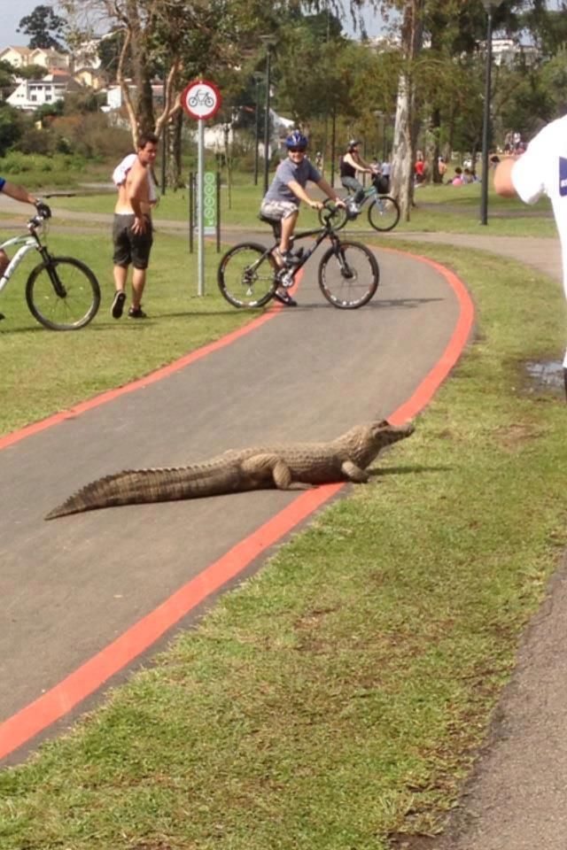 Foto postada no Facebook: réptil na ciclovia | Tiane Melo/ Facebook
