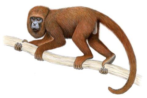 Bugio-marrom, habitante de Minas Gerais e Bahia |