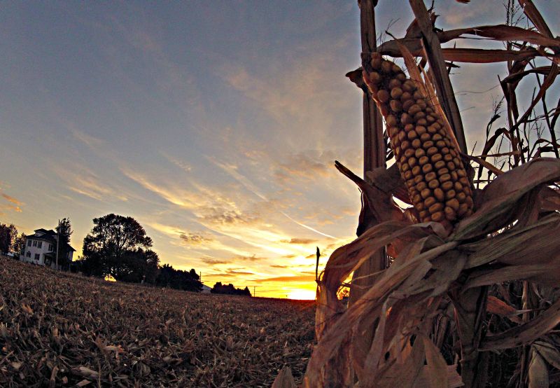 Lavoura de milho em Iowa: panorama das regiões produtoras nos EUA vai do desastre à fartura | Christian Rizzi/gazeta Do Povo