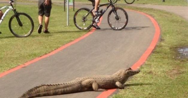 Primeiro jacaré foi visto e fotografado no sábado (27) | Tiane Melo/ Divulgação