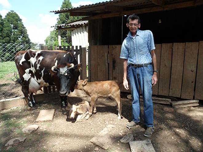 O proprietário dos animais, Francisco Martins, explicou que tem o maior prazer em cuidar dos bezerros gêmeos |