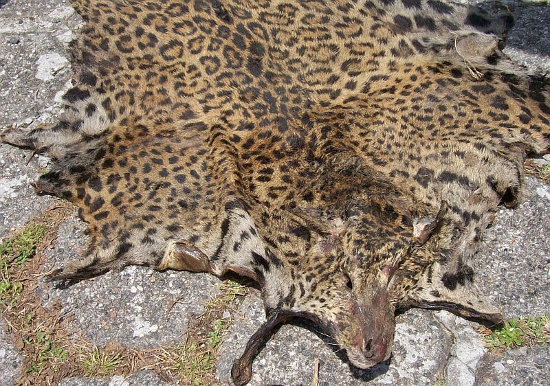 Pele de onça pintada encontrada na área rural de Campina Grande do Sul | Harvey Schlenker / Divulgação