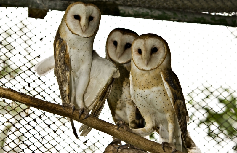 Cetas: reintrodução de aves e outros animais na natureza | Antônio Costa/Arquivo/ Gazeta do Povo