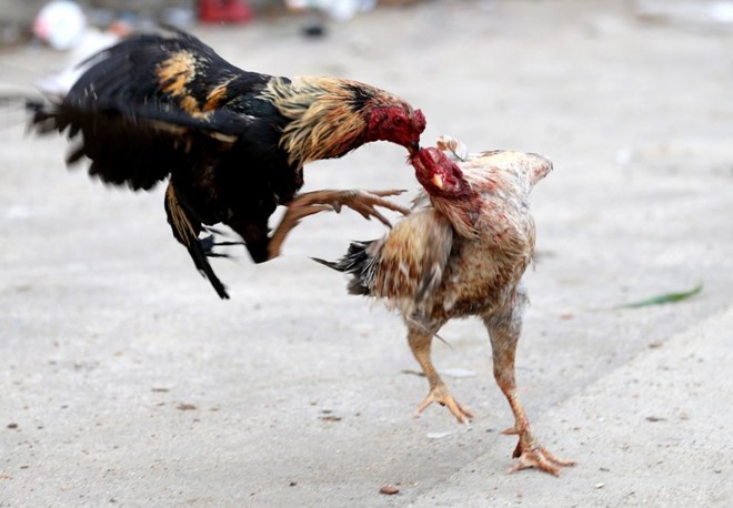 Flagrante de uma briga de galos durante a ocupação do Complexo de Manguinhos, no Rio, na manhã deste domingo |