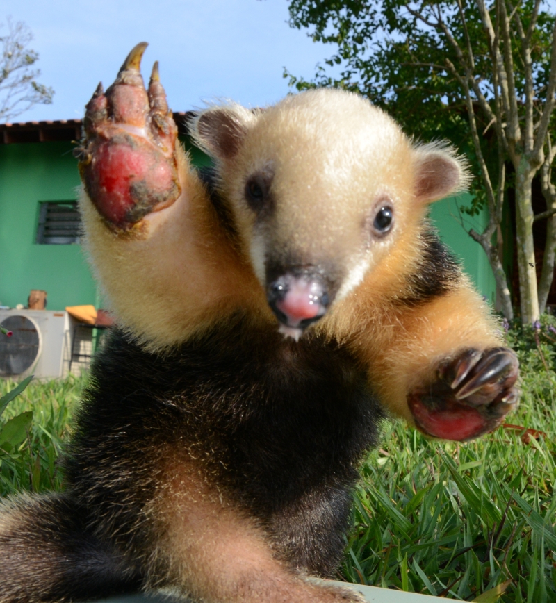 | Divulgação/Polícia Ambiental