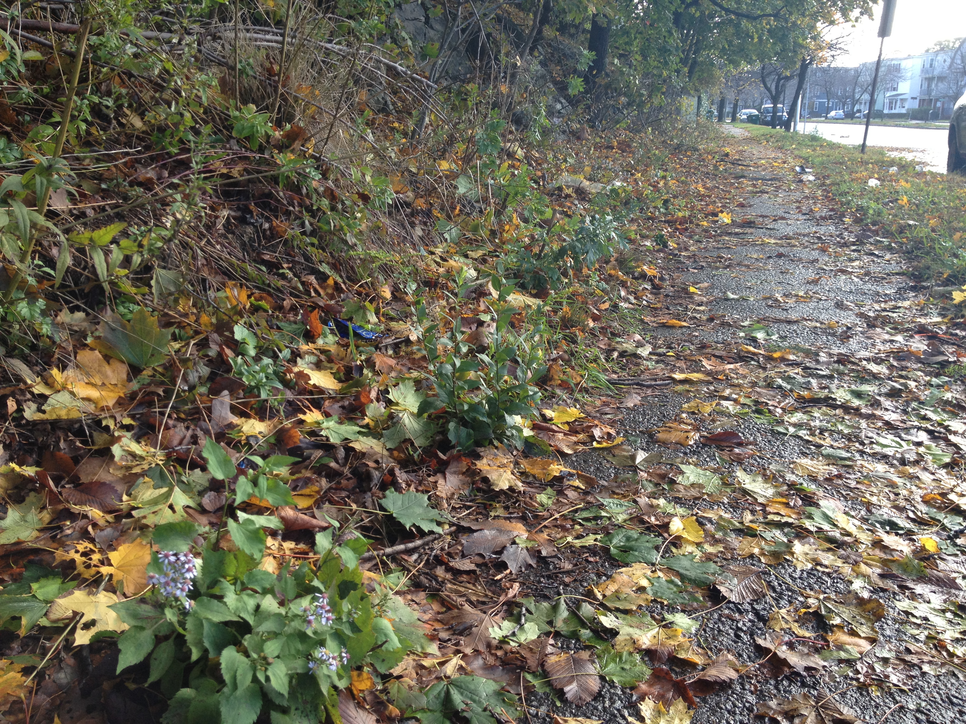 Em dia choveu três vezes mais do que o esperado para todo mês de outubro, em Boston, Massachusetts | Arquivo pessoal/Nara Estella