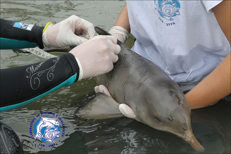 Filhote foi encontrado nas proximidades da praia de Encantadas, na Ilha do Mel, Litoral do estado | Laboratório de Ecologia e Conservação / Divulgação