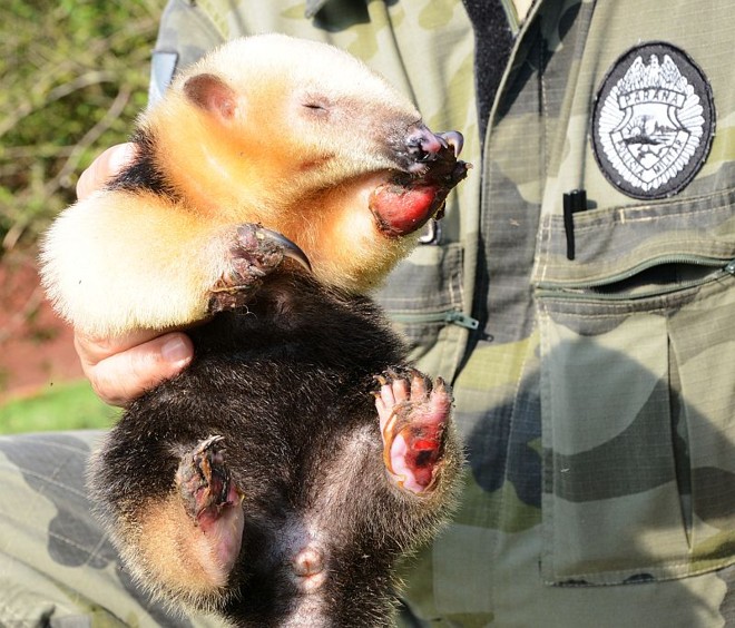 Veterinário voluntário fez avaliação do animal e solicitou encaminhamento do filhote para um centro de atendimento com mais recursos | 