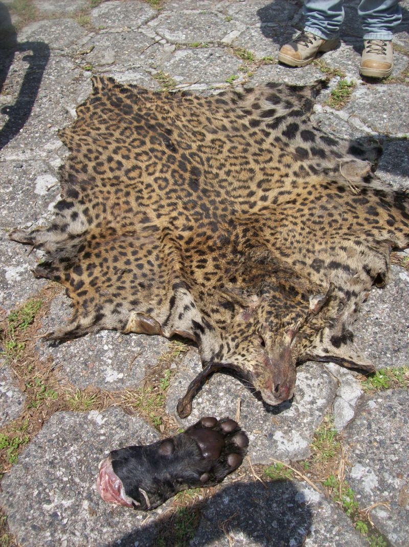 | Divulgação/Polícia Ambiental