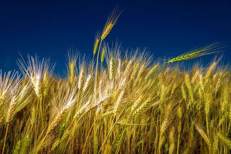 Campo de trigo na região de Palmeira, nos Campos Gerais: preço da farinha subiu 12% em setembro e novos aumentos vêm por aí | Antônio Costa/Gazeta do Povo