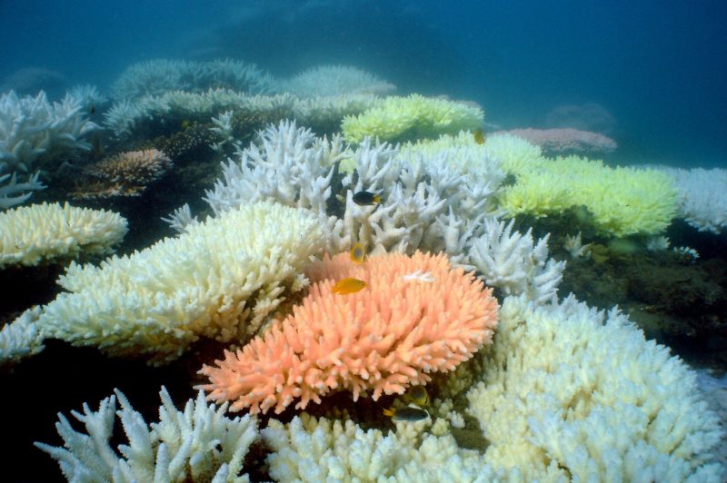 Os arrecifes poderão continuar se deteriorando nas mesmas proporções até 2022 se nada for feito para proteger a Grande Barreira de Corais Australiana | Ray Berkelmans/Australian Institute of Marine Science/AFP