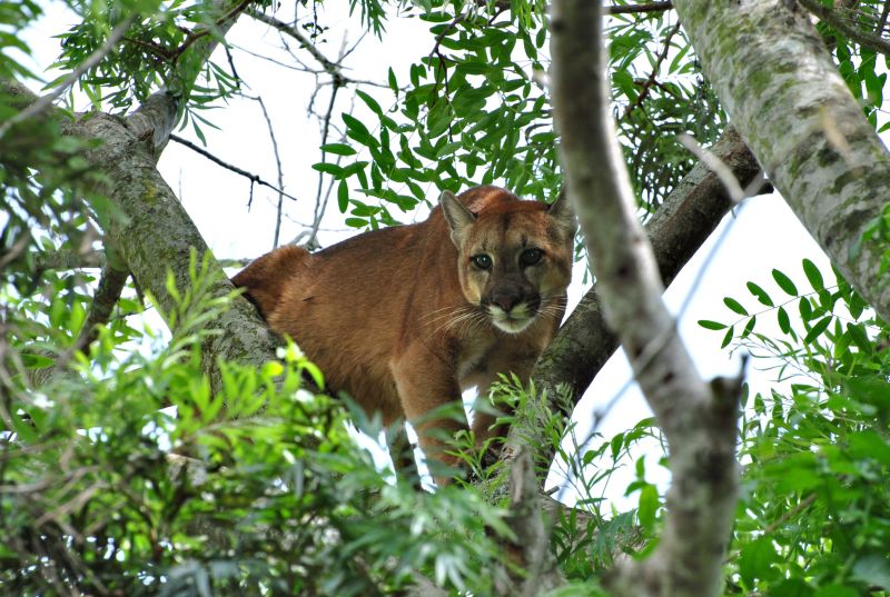 O felino subiu em uma árvore após ser acuado por cães | Jivago França