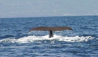 Baleias são mais inteligentes | Jorge Olavo/ Gazeta do Povo