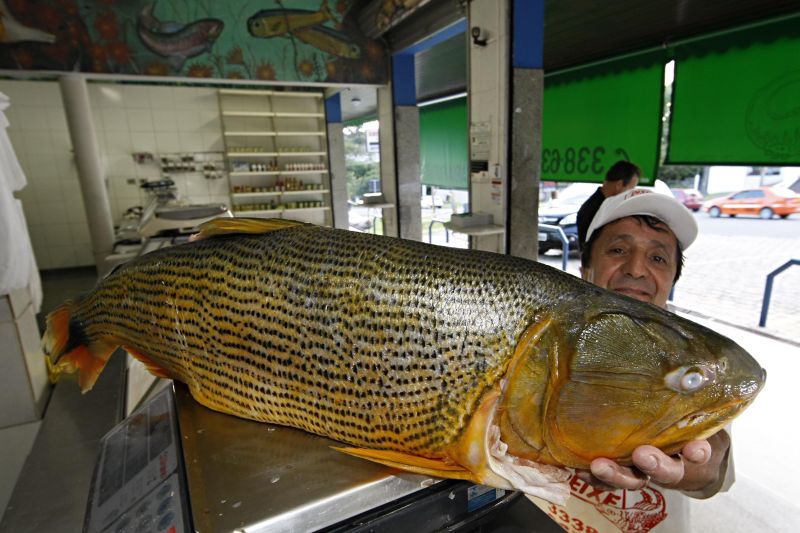 Dourado tem pesca proibida | Albari Rosa/ Gazeta do Povo