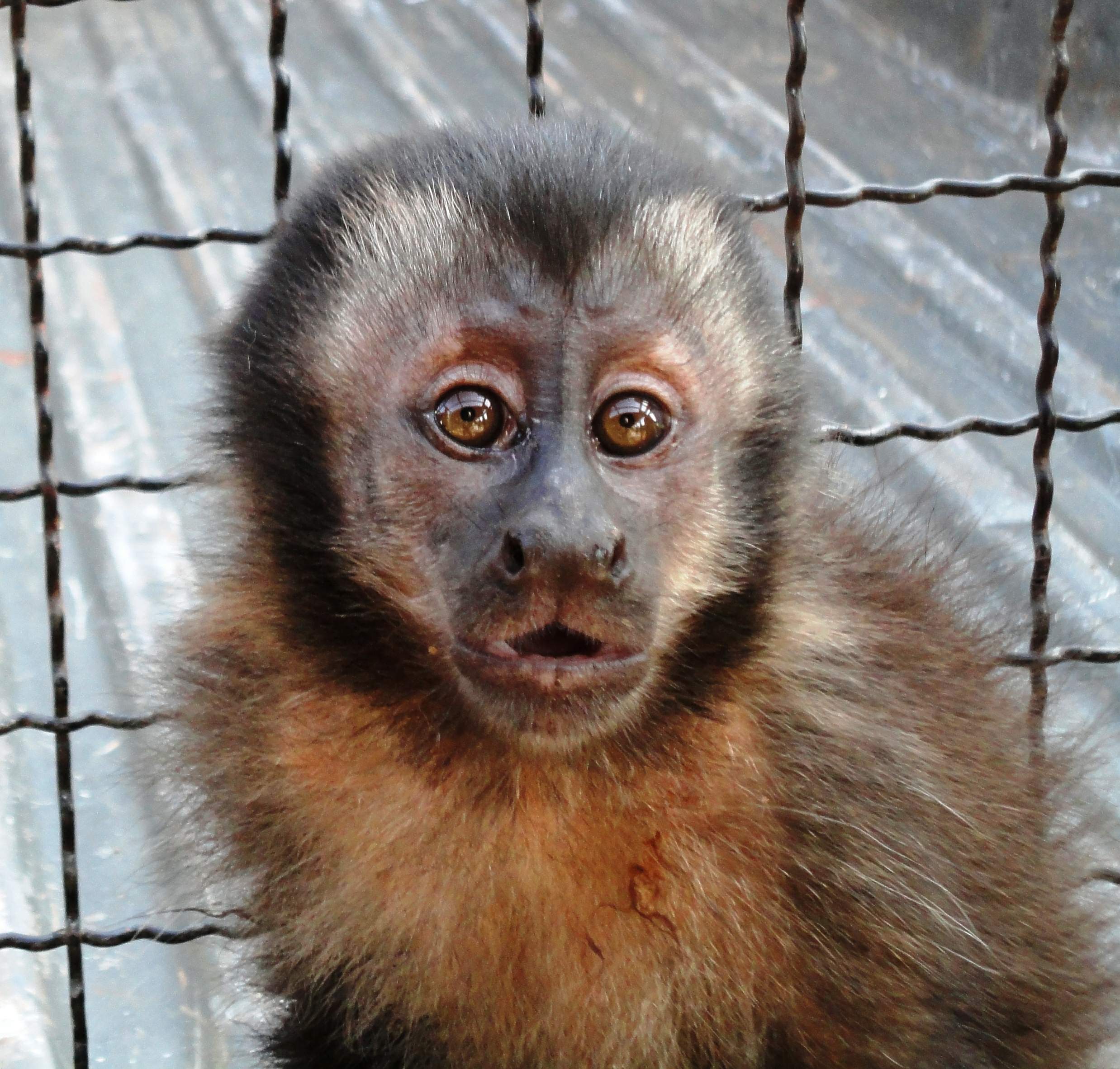 O macaco prego estava sendo mantido em um viveiro irregular | PM / Divulgação