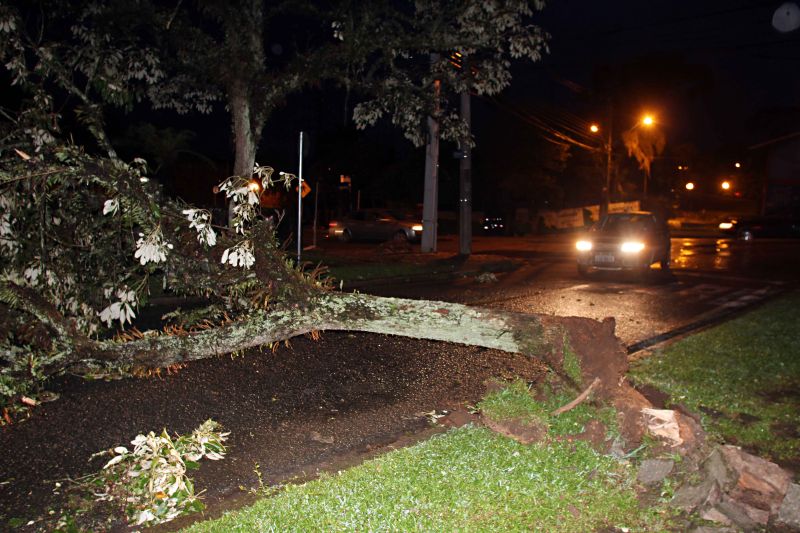 Queda de árvore na Rua Jeremias Lissa, no Vista Alegre, após o temporal | Walter Alves/ Gazeta do Povo