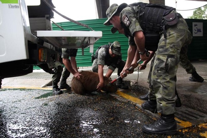 Capivara na Rodoferroviária de Curitiba |