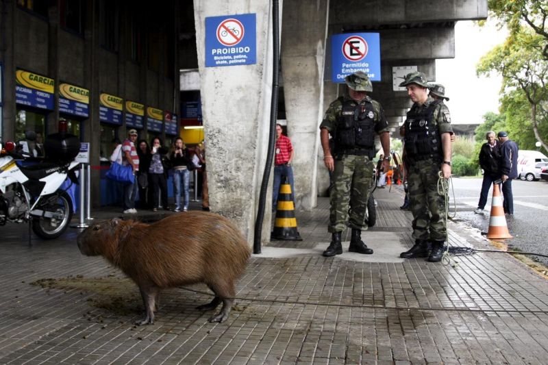 Capivara apareceu na rodoviária por volta das 5 horas desta sexta-feira | André Rodrigues/Agência de Notícias Gazeta do Povo