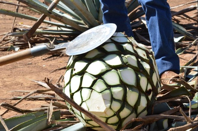 A pinha, que fica dentro da terra, pode pesar até 60 quilos e produzir 10 litros de tequila |
