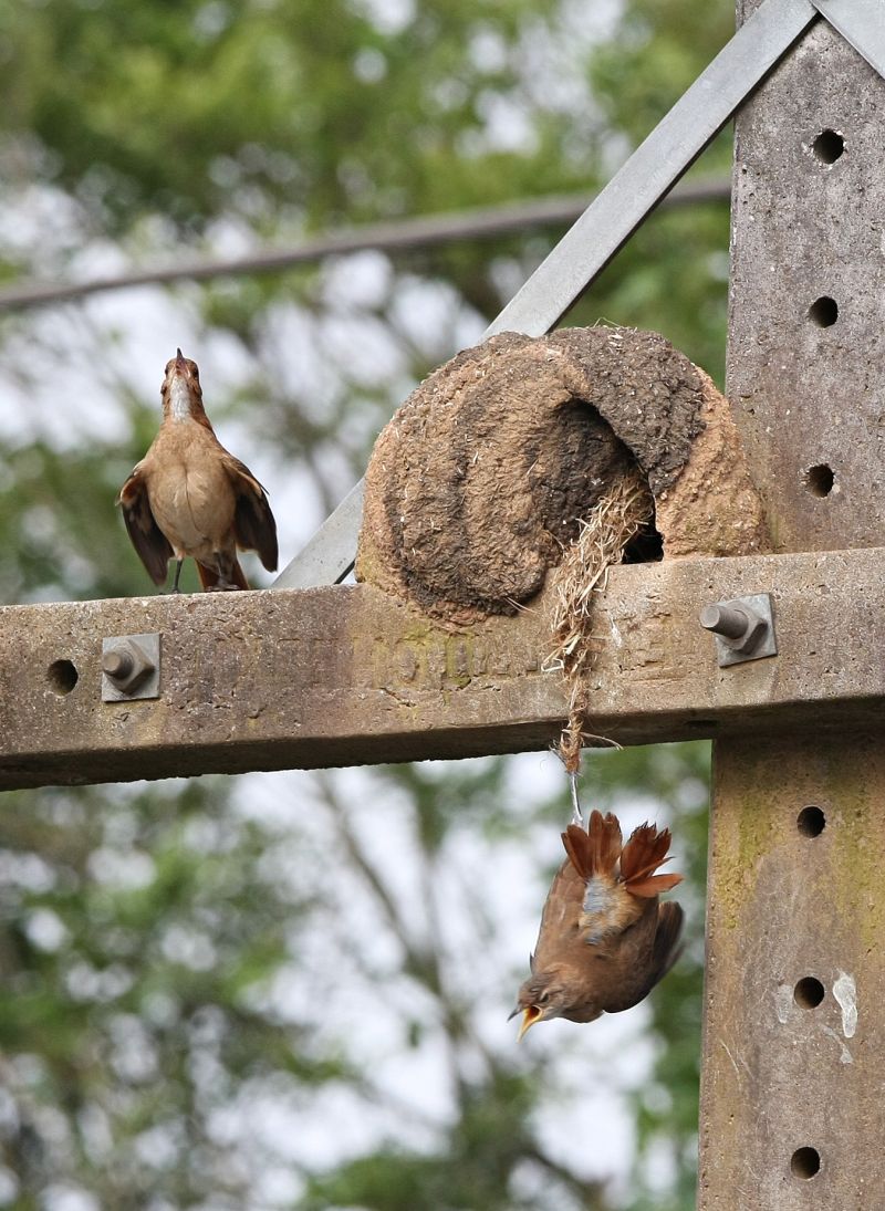 Ave se debate em poste das Mercês: cena inesperada | Aniele Nascimento/ Gazeta do Povo