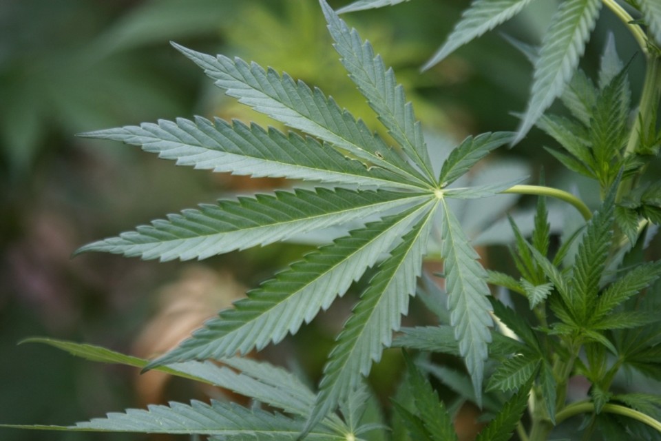Duas substâncias que compõem a cannabis, a tetrahidro­canabinol (THC) e o canabidiol, teriam uso terapêutico | Jose Luis Gonzalez/ Reuters