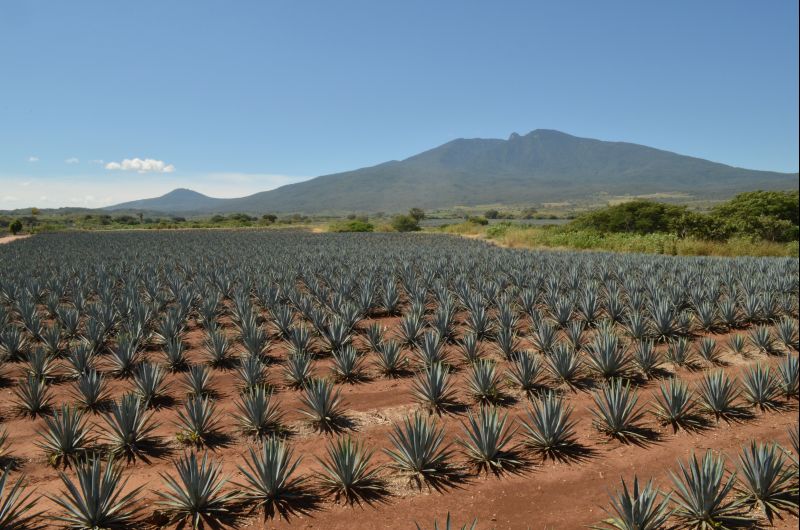 A planta agave azul, matéria-prima da tequila, leva sete anos para chegar ao tamanho ideal de corte | Divulgação