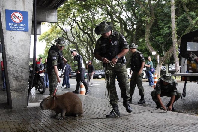 Animal foi capturado pela Polícia Ambiental, nesta manhã, na rodoviária de Curitiba |