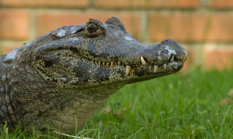 O jacaré de aproximadamente quatro anos que atraiu muitos curiosos ao Parque Barigui foi capturado nesta quarta-feira (21) e já está recolhido no zoológico de Curitiba | Roberto Dziura Jr / Agencia de Noticias Gazeta do Povo