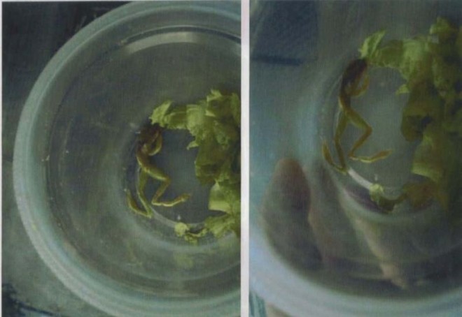 Rã é encontrada na alface servida aos presos |