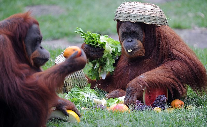 | AFP PHOTO /VANDERLEI ALMEIDA