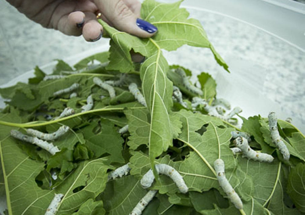 | Divulgação / UEM