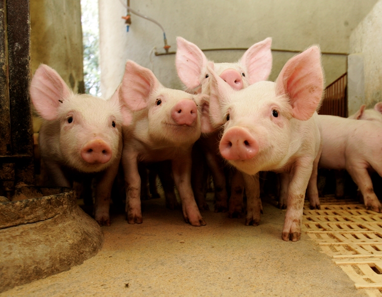 | Josua© Teixeira / Gazeta Do Povo