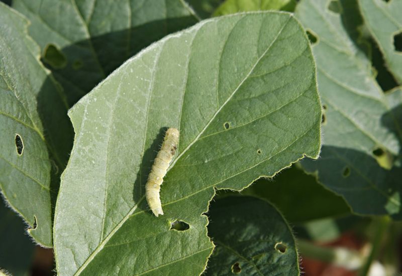 A lagarta-do-algodão muda de cor ao comer folhas de soja e se confunde com outras pragas | Christian Rizzi/gazeta Do Povo