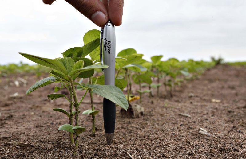 Soja na altura de uma caneta, no Centro-Norte, terá três meses bons de chuva, dizem as previsões | Jonathan Campos/gazeta Do Povo